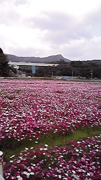 色とりどりの花♪