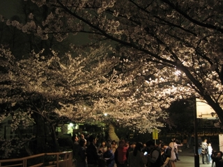 井の頭公園の桜（夜）