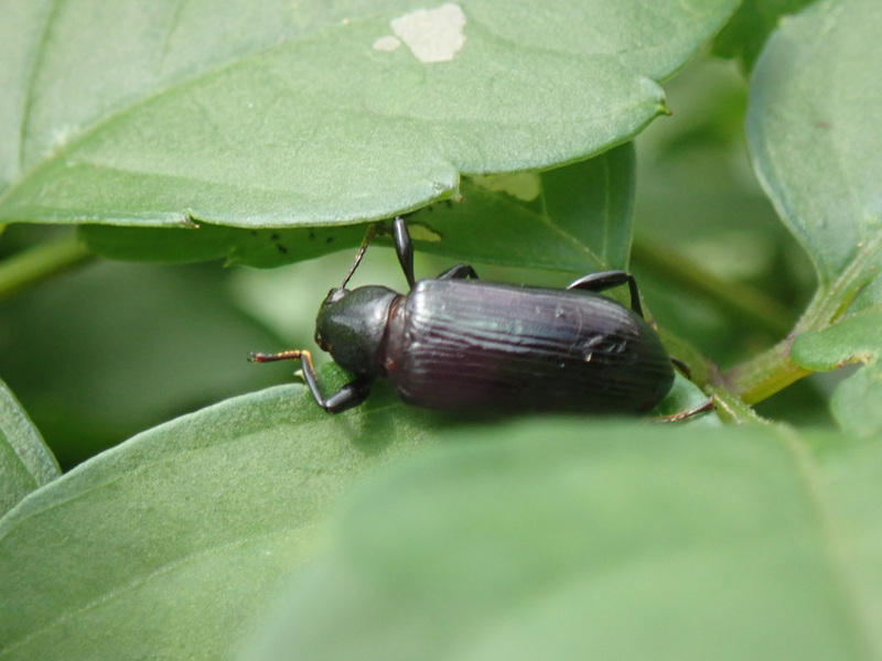 野川公園の生き物たち（３）〜甲虫とカメムシ