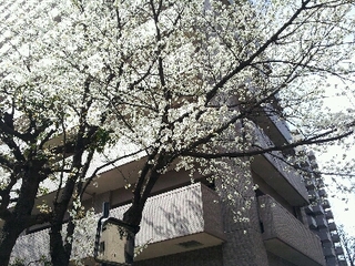 WYUA 桜