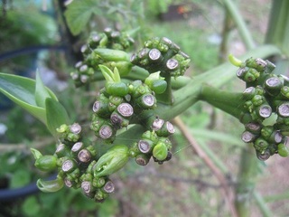 リュウゼツラン　花茎カット