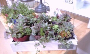 Tiny Gardenさん☆