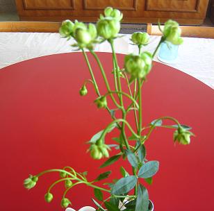 今日のお花～緑色のバラ～