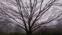 ふかい霧の吐息 2016/03/08 20:47:27
