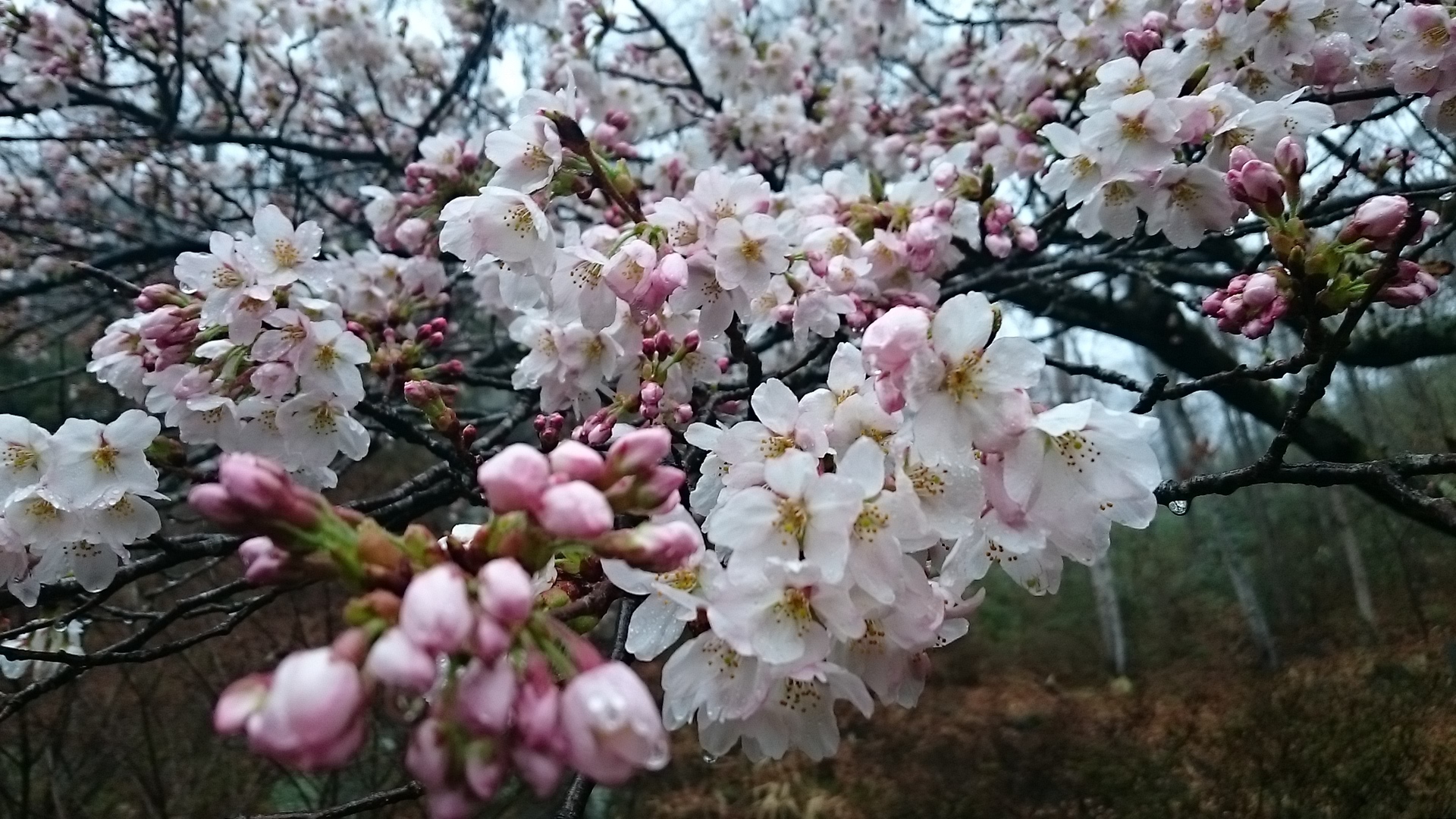 桜の命