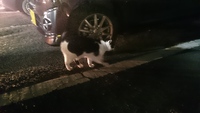 白黒にゃんこさんのあくび 2015/11/30 20:38:31