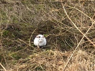 いつも一人にゃんこ