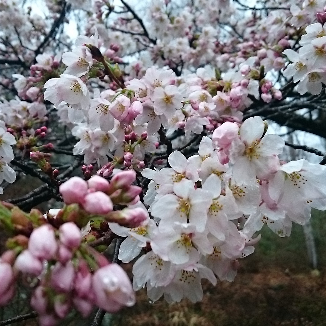 桜の命