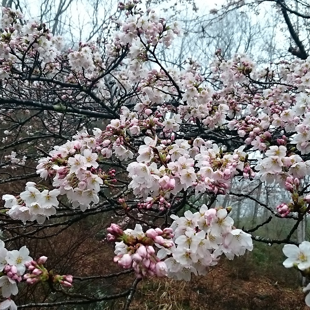 桜の命