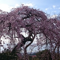 桜のささやき 2016/04/12 20:22:58