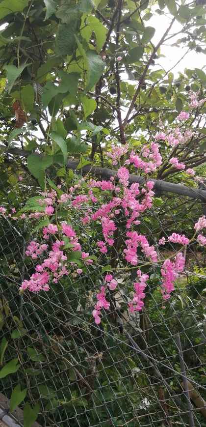★久しぶりの首里城散歩で見かけた花々