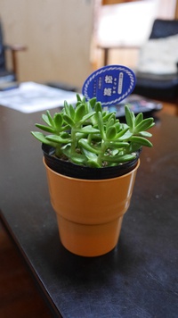 ★ウォーキングの途中で買った多肉植物 2021/06/09 06:13:18