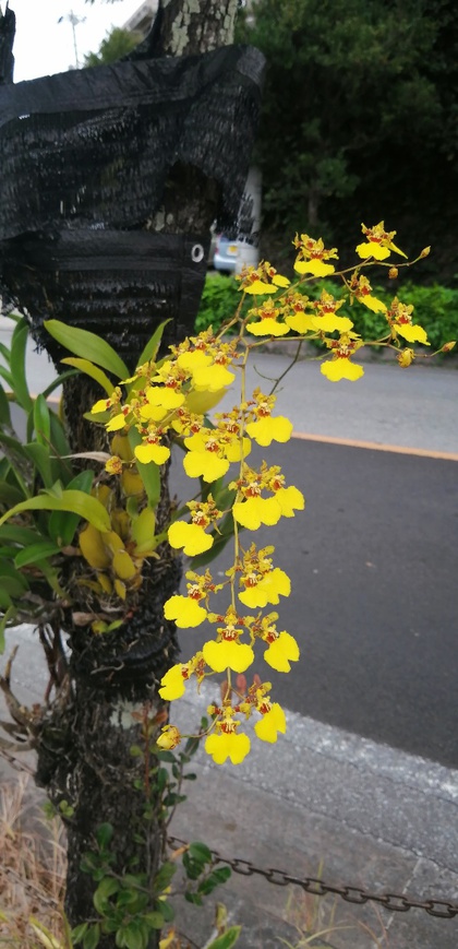 ★久しぶりの首里城散歩で見かけた花々