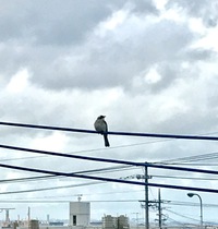 どうした⁉︎シロガシラちゃん‼︎ 2017/06/25 20:03:18