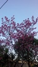 桜も散りました 2014/02/23 16:40:24