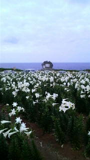 ゆり祭り 2009/05/04 10:30:00