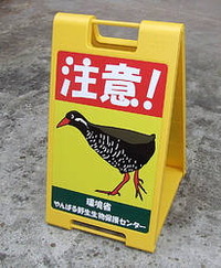 ヤンバルクイナ交通事故激増！ 2009/06/02 10:45:00