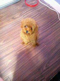 成長しました☆ 2011/07/06 17:28:11