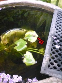 みすてりー？ 2009/10/14 12:58:57