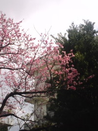 さくらサクラ 2010/02/04 14:21:59