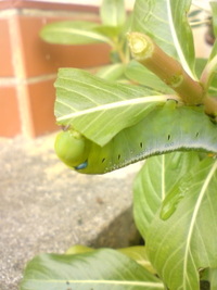 青虫。※虫嫌いは注意 2010/02/07 12:54:43