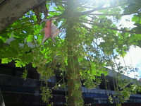 パパイヤの花？ 2009/11/01 21:10:24