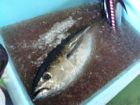 パヤオまつり 2010/08/07 11:27:36