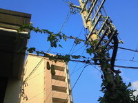 へちまが宙にまう？！ 2010/03/28 17:48:31