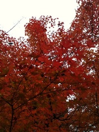 Autumn has come♡