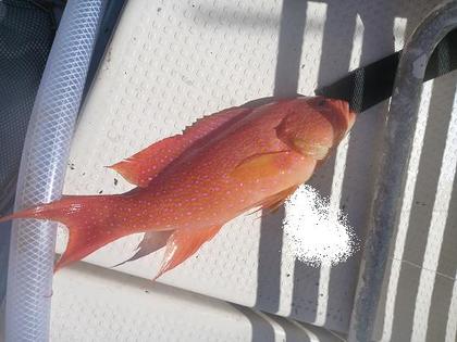 負けた日曜日・・・