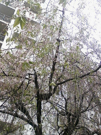 ちょっと背伸びしてみました。 2010/04/21 00:30:21