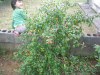 収穫2連チャン