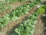 今育ってます野菜の記録