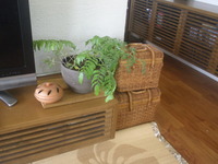 リュウビンタイ・・・その後