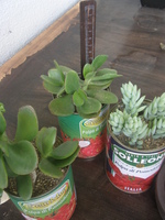 植物