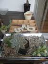 植物