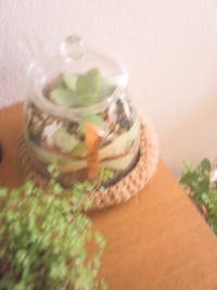 植物
