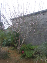 ももの花