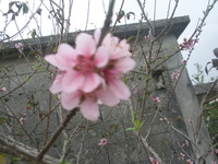 ももの花