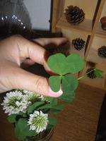 畑の雑草。