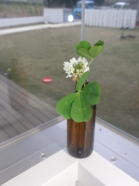 畑の雑草。