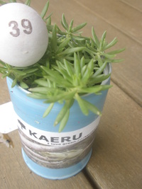 多肉寄植え