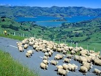 羊の国へ。 2012/08/11 13:45:40
