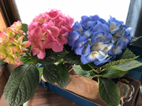 春の花と 雑貨屋さんココカラ♪