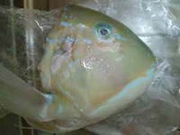 石垣の魚 2012/10/31 14:41:18