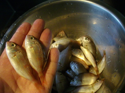 今日の料理３７８ 丸ごと食べれる 豆小鯛 の唐揚げ 旬菜処びいどろ日記