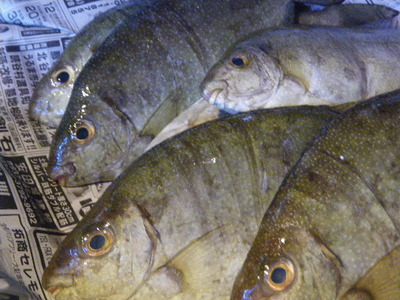 今日の料理８５０ エーグァーのマース煮 旬菜処びいどろ日記 公式ページ
