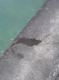 地元Ｐ