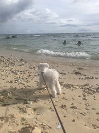 海の季節がやってきた〜 2022/06/26 10:18:32