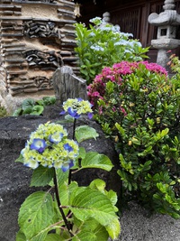 紫陽花シーズン 2023/06/10 08:43:04